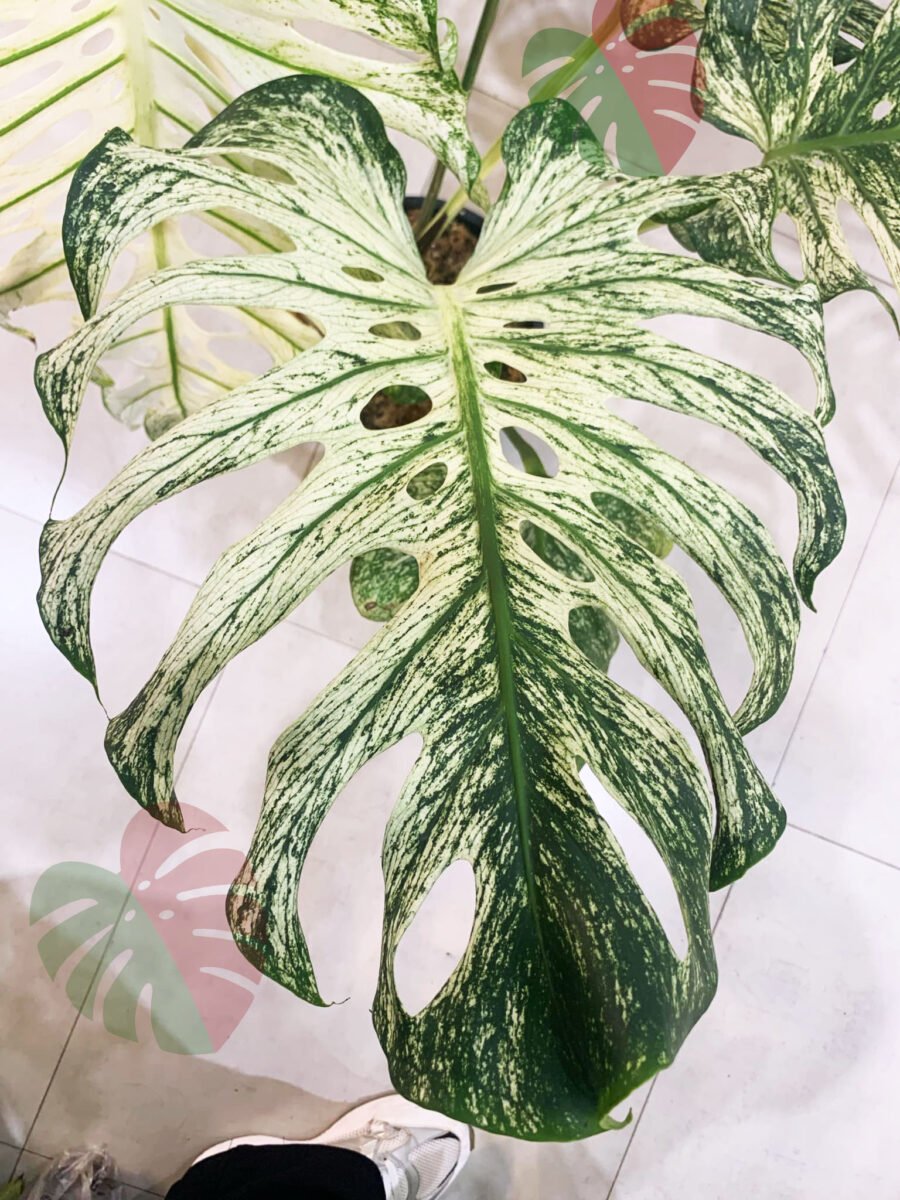 Monstera devil monster