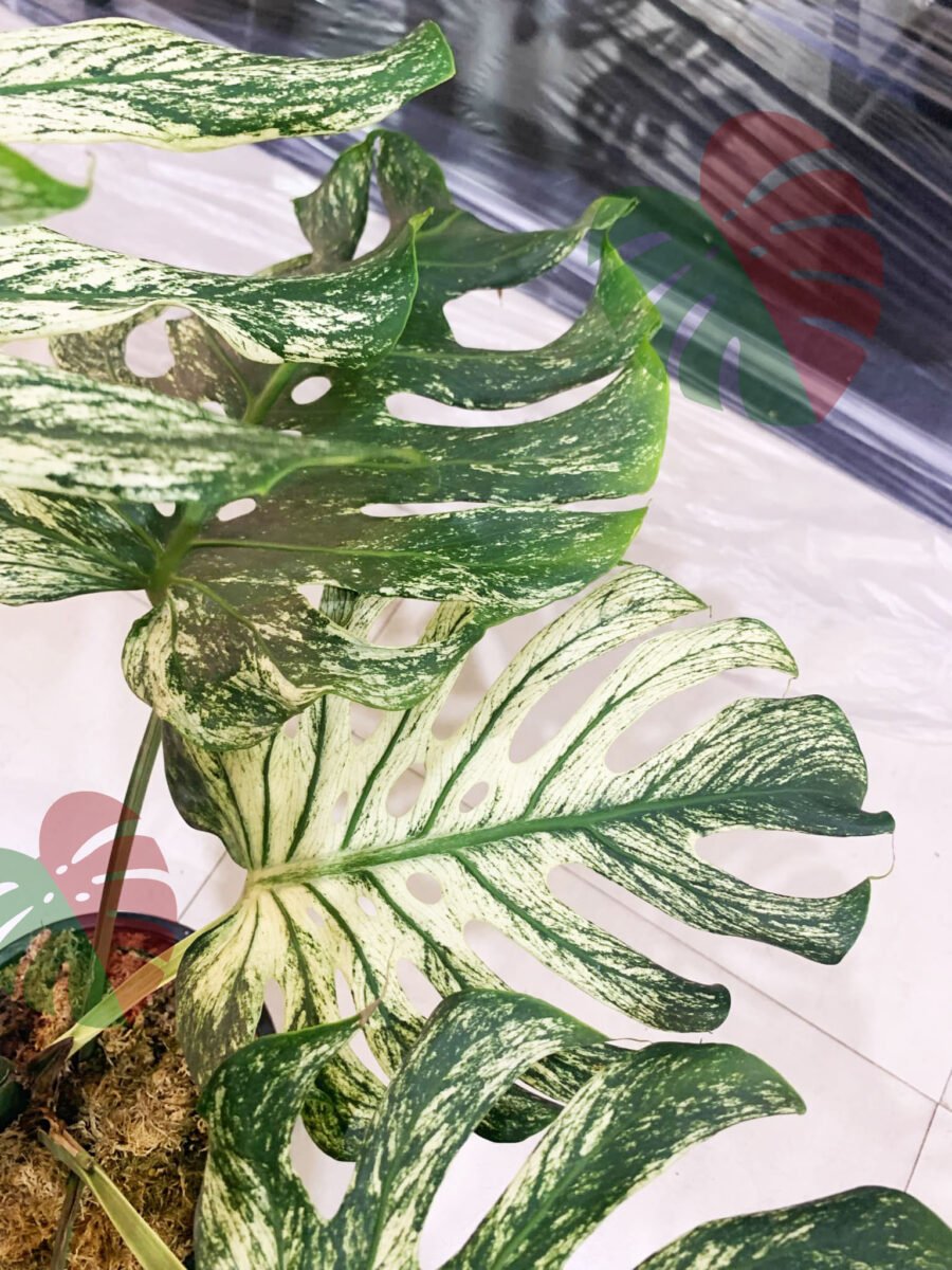 Monstera Devil Monster