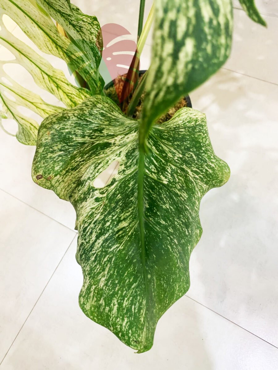 Monstera Devil Monster N681 – Image 5