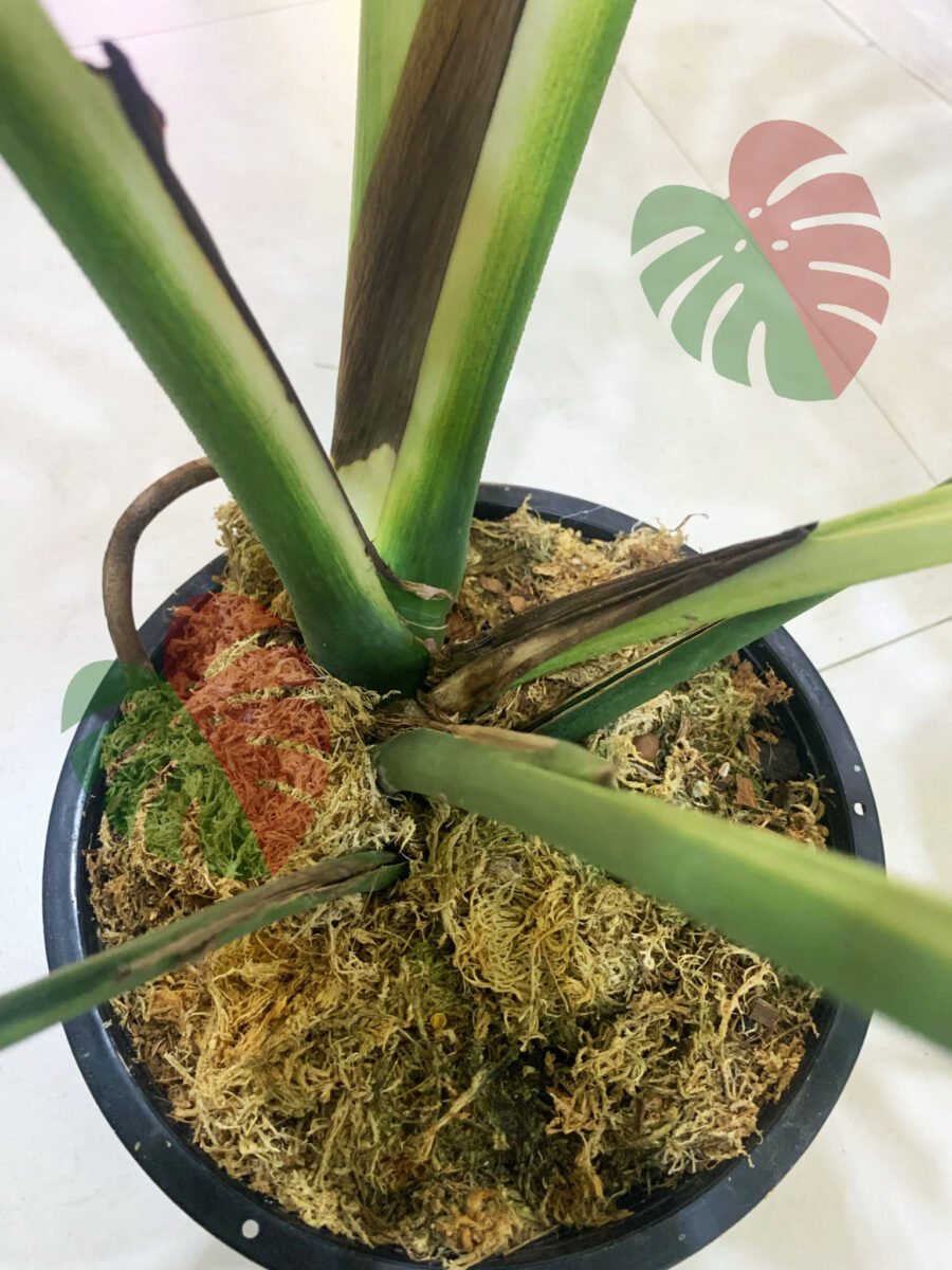 Monstera Devil Monster N681 – Image 6