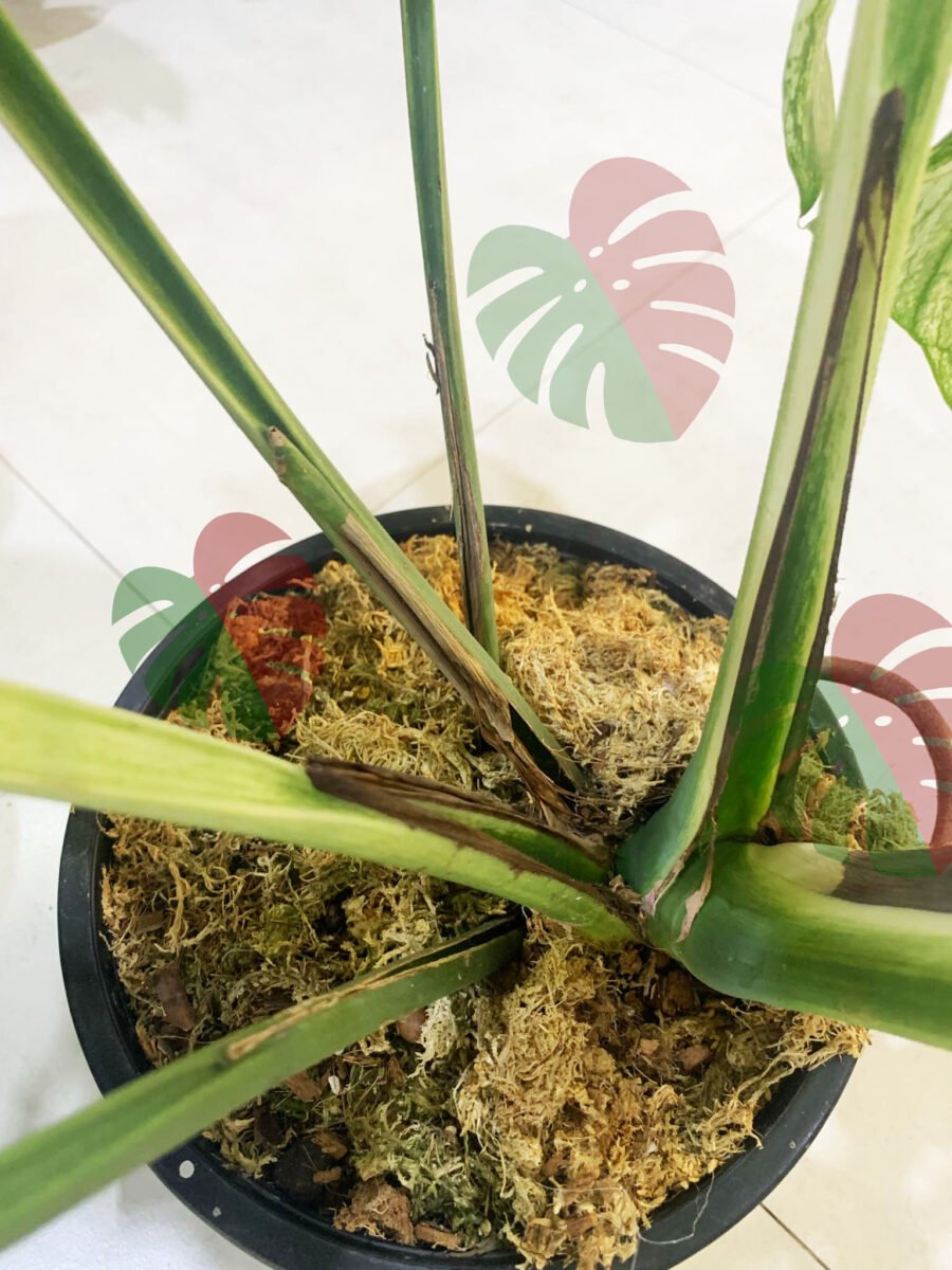 Monstera Devil Monster N681 – Image 7
