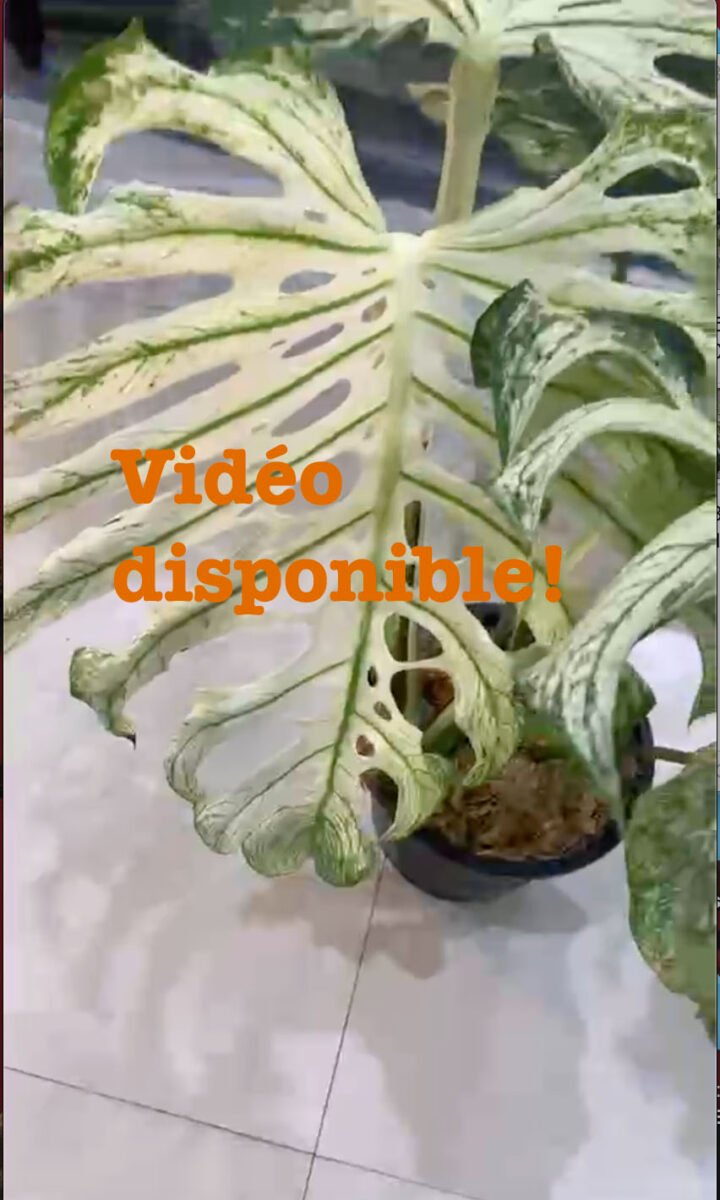Monstera Devil Monster N681 – Image 8