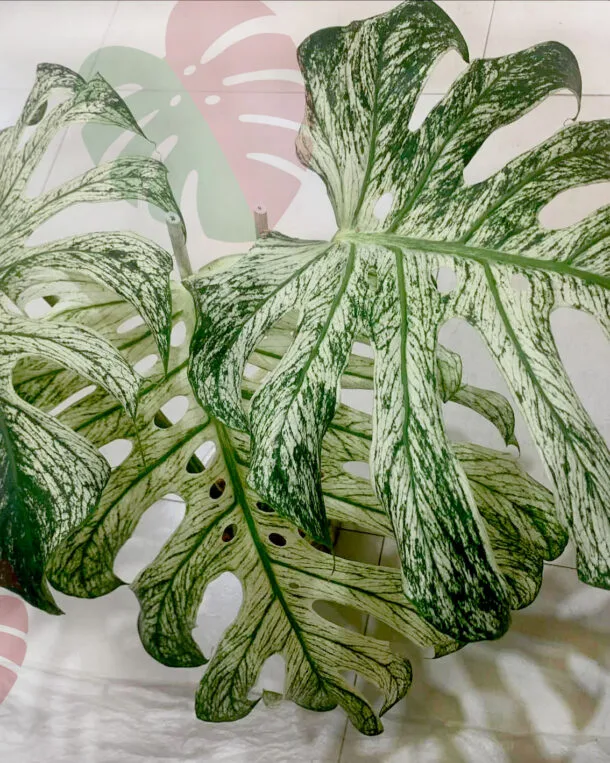 Monstera Devil Monster