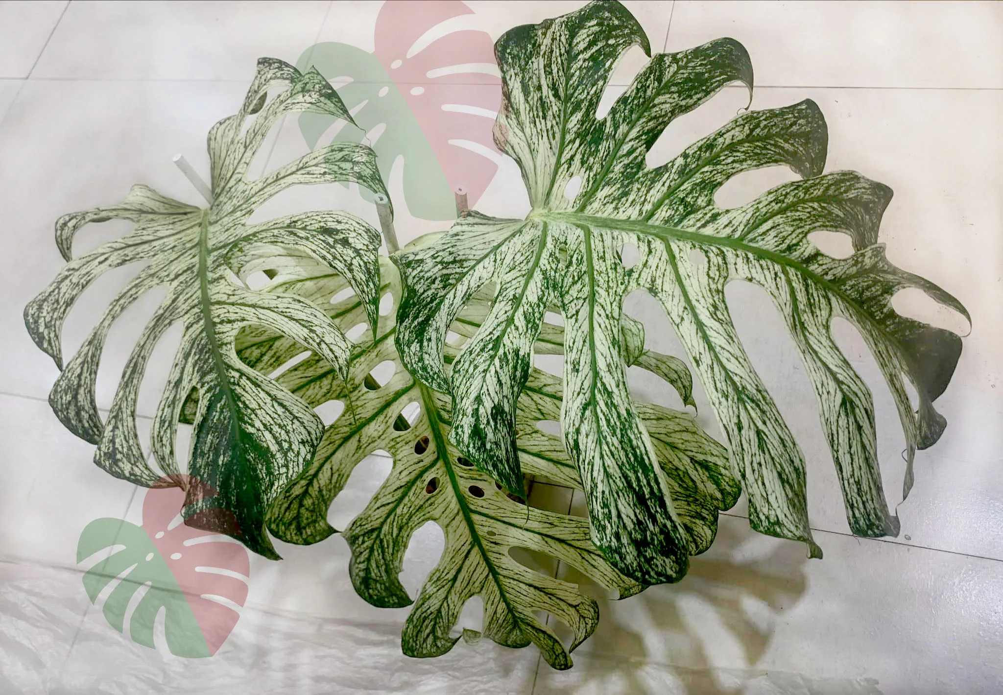 Monstera Devil Monster N682 1 Monstera Devil Monster