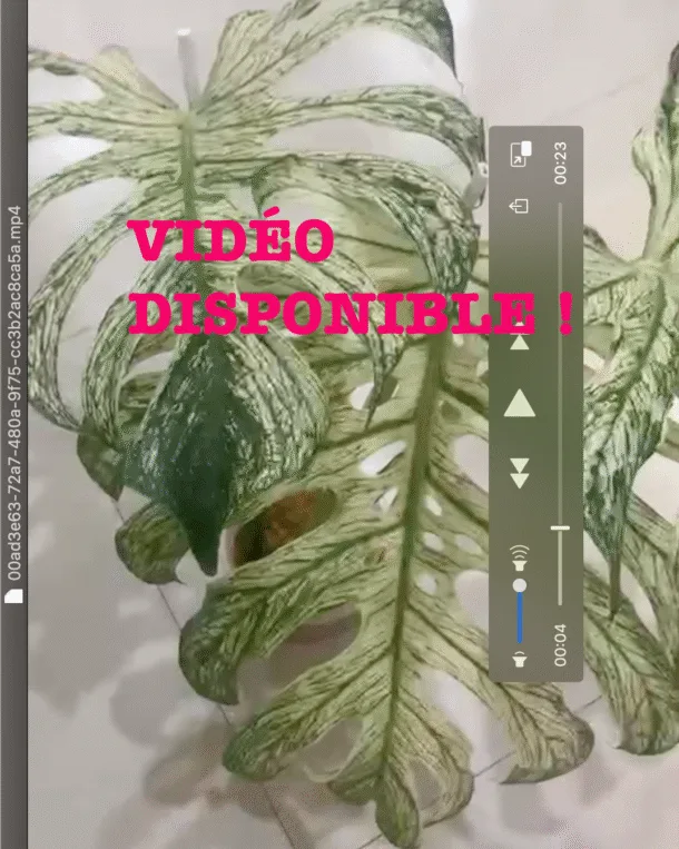 Monstera Devil Monster