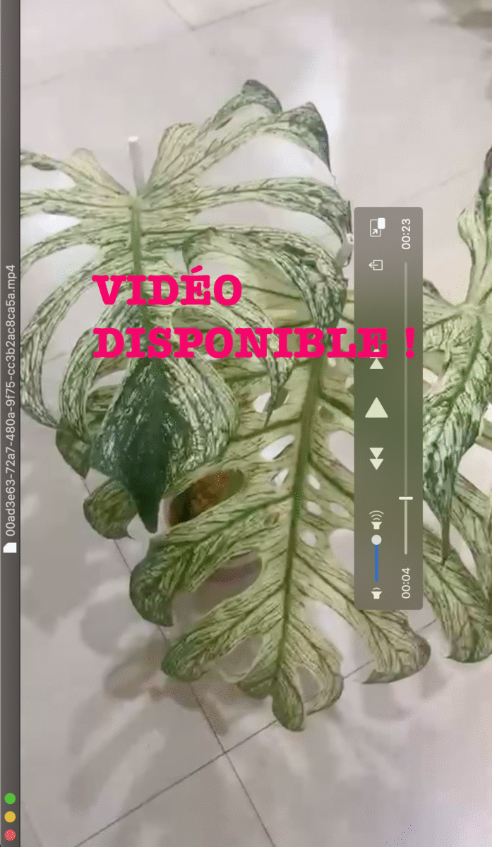 Monstera Devil Monster