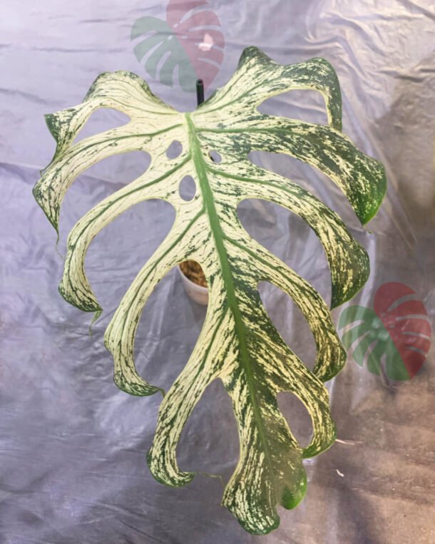 Monstera Devil Monster