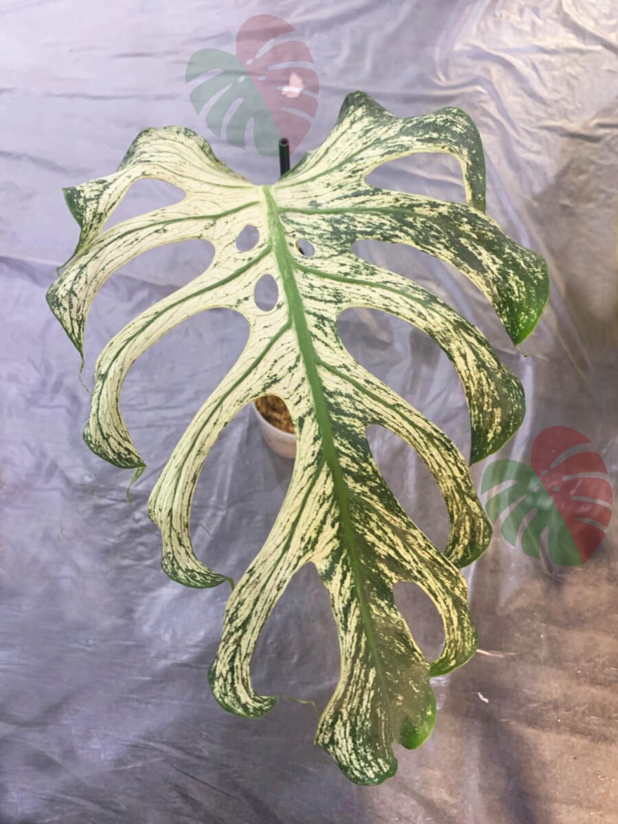 Monstera Devil Monster