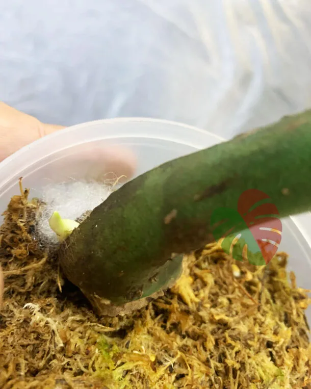 Monstera Devil Monster