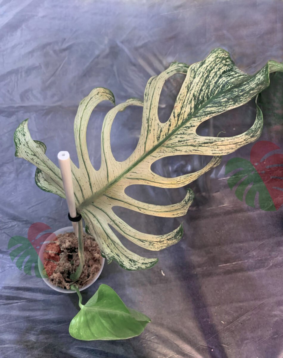 Monstera Devil Monster N684 – Image 2