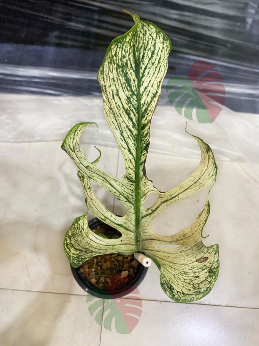 Monstera Devil Monster
