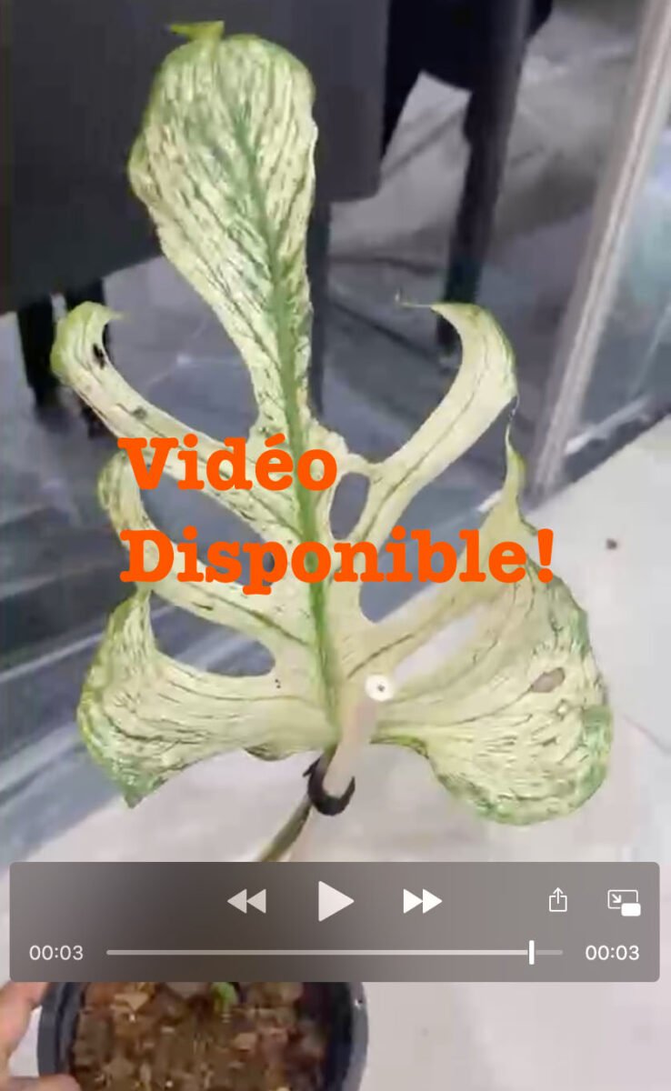 Monstera Devil Monster