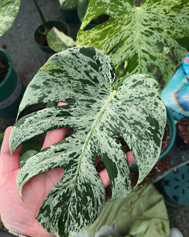 Accueil 25 Monstera Bulbasaur