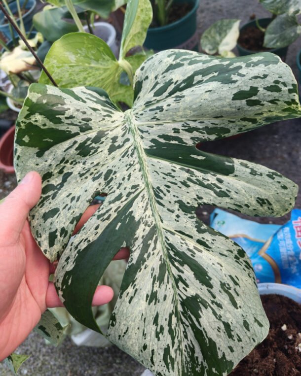 Monstera Bulbasaur