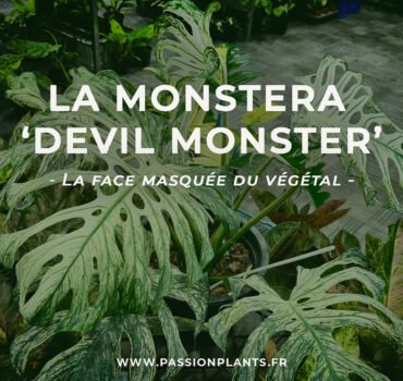 Monstera Devil Monster cove1