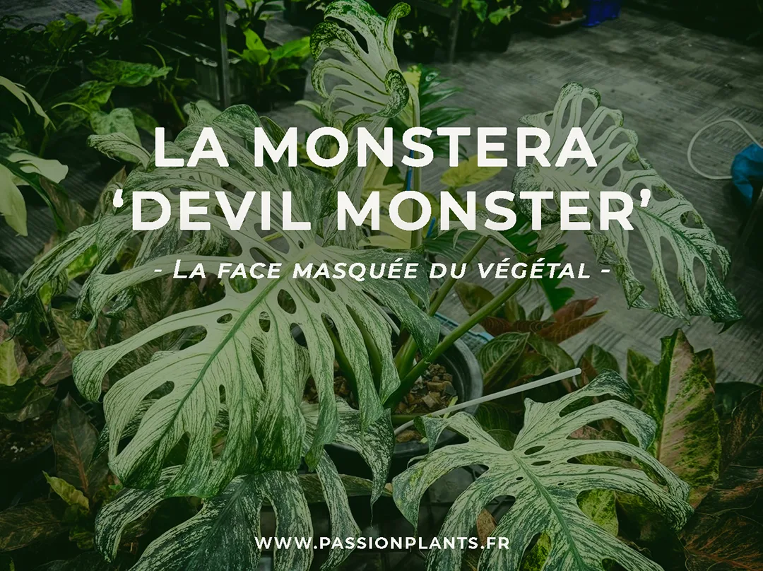 Monstera Devil Monster cove1