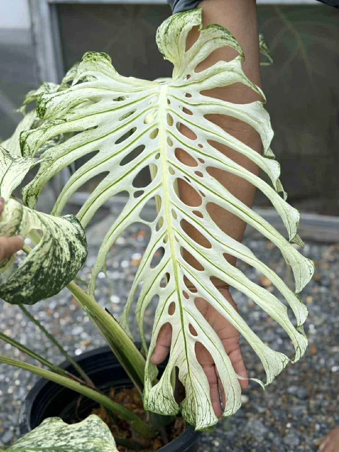 Monstera Devil Monster