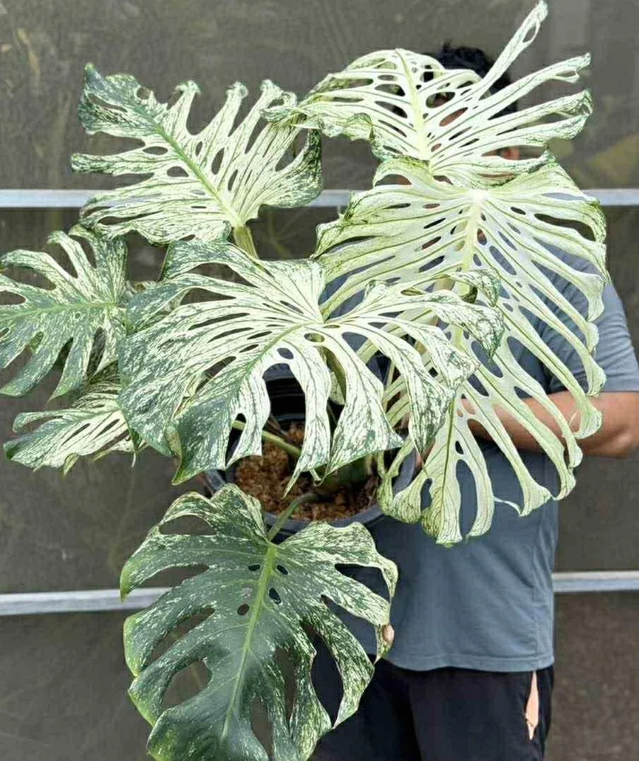 Monstera Devil Monster