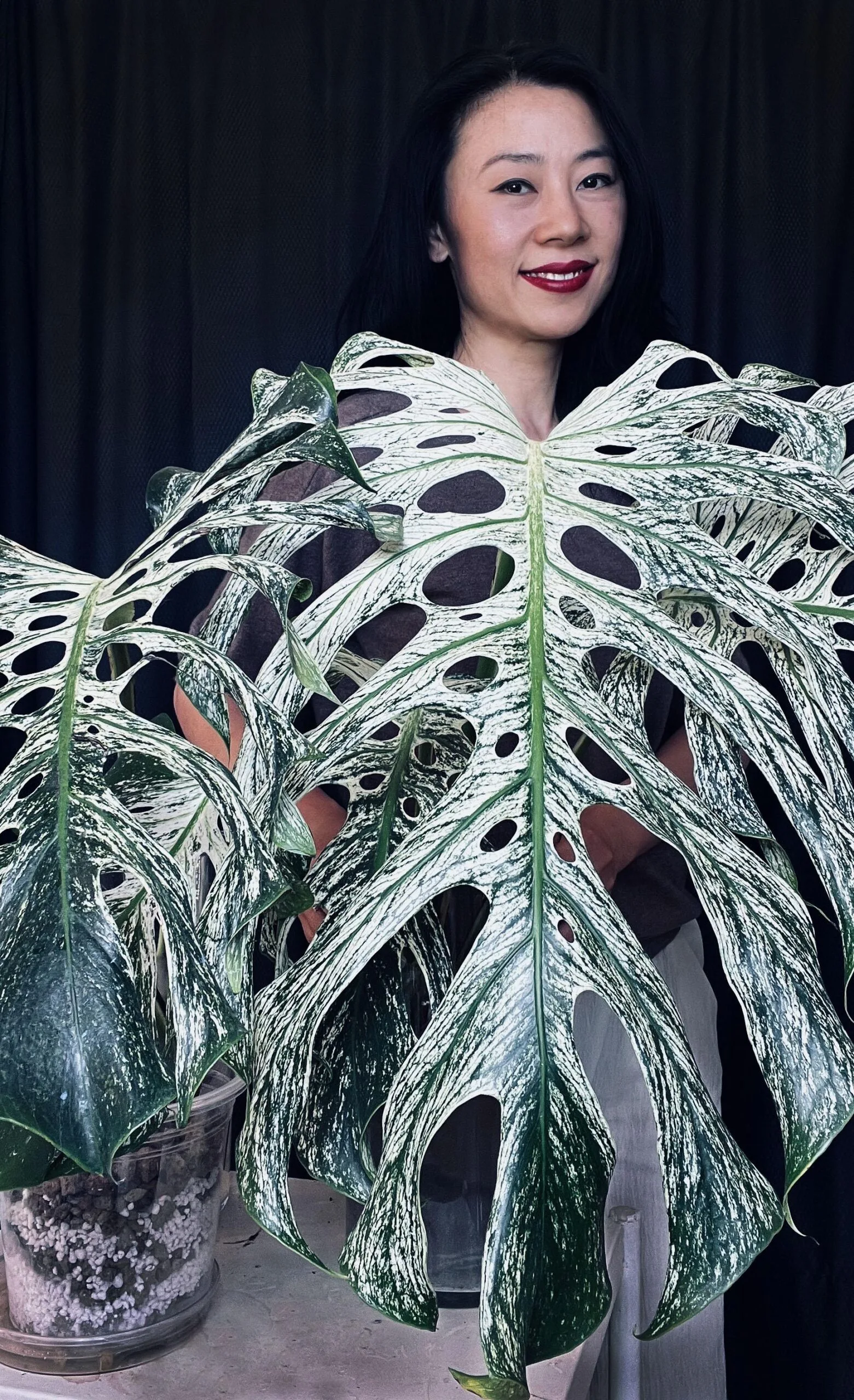 Monstera Devil Monster4 scaled