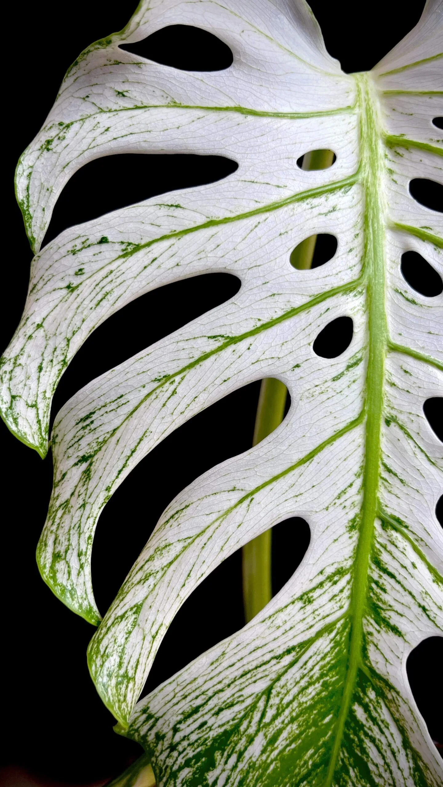 Monstera Devil Monster5 scaled