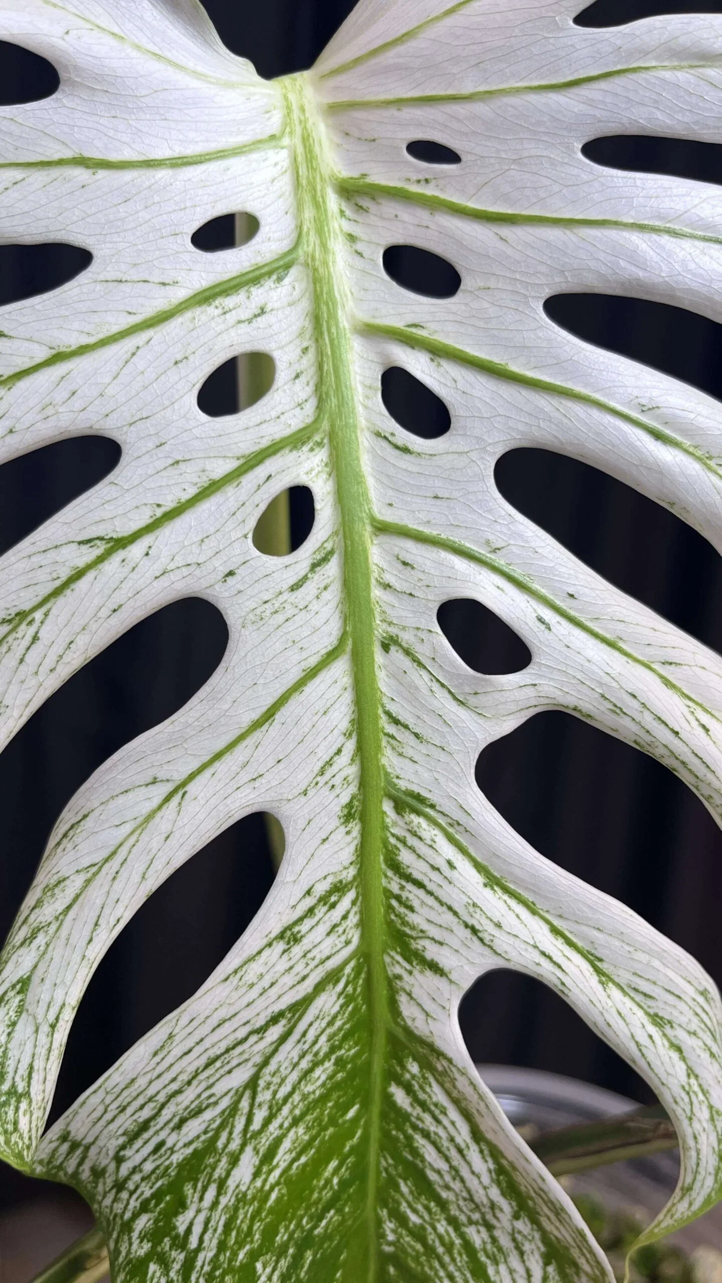 Monstera Devil Monster6 scaled