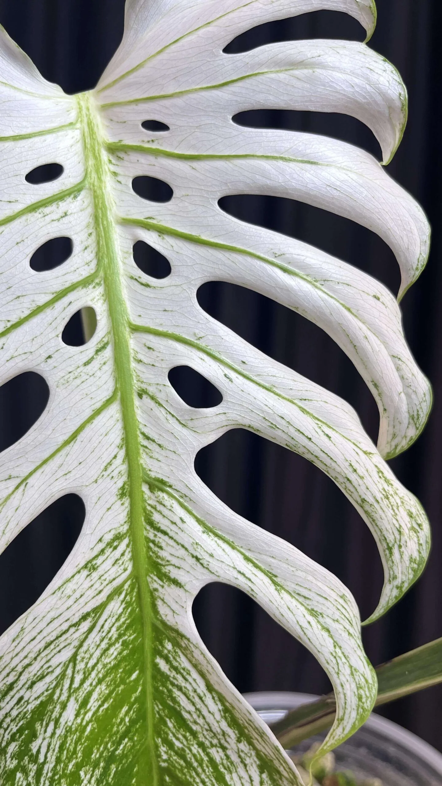 Monstera Devil Monster7 scaled