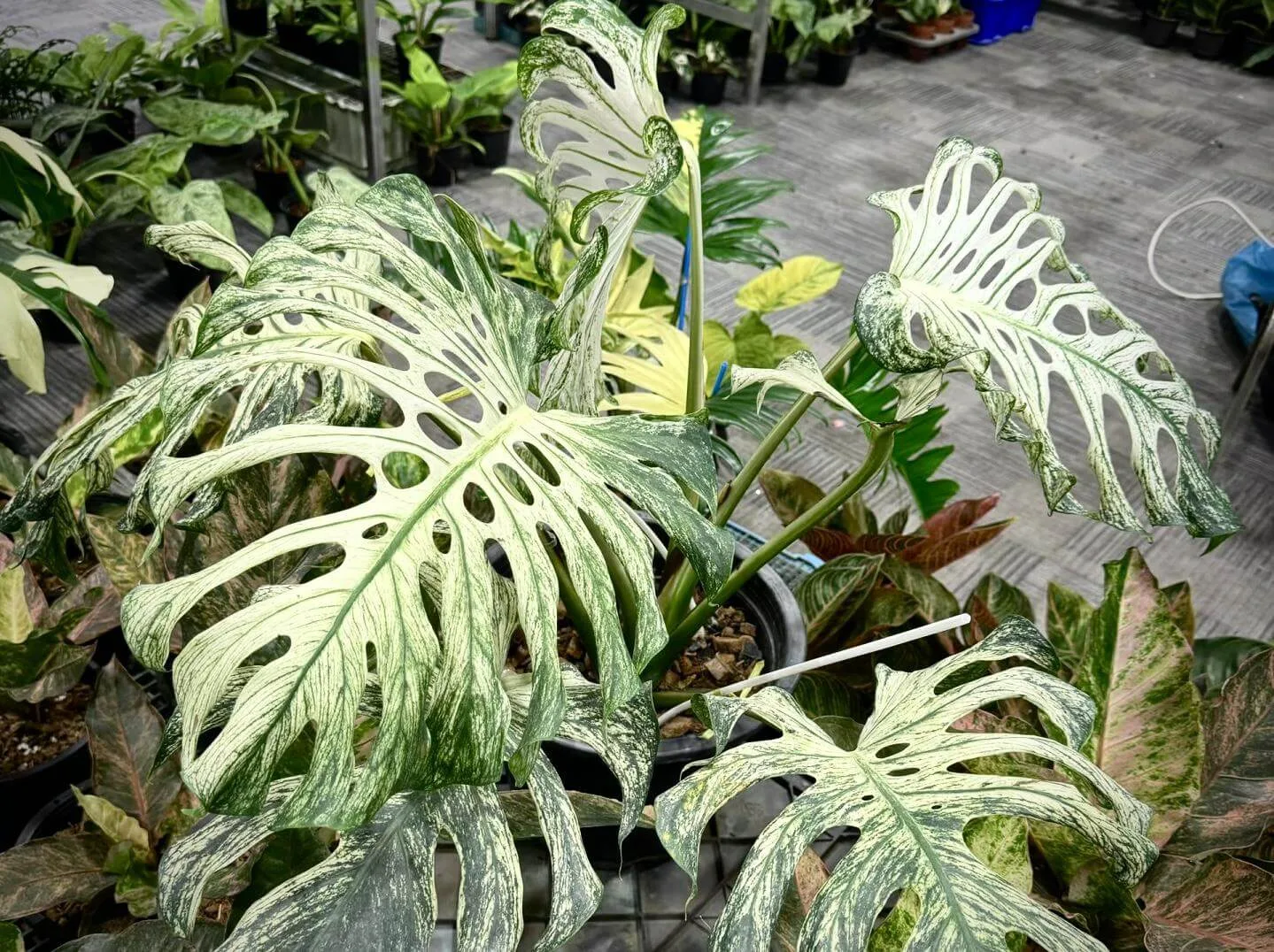 Monstera Devil Monster8