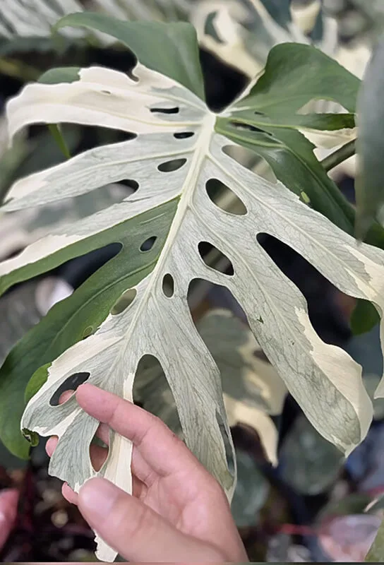 Monstera Albo Variegata Large Form