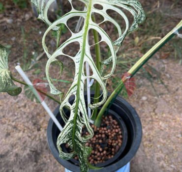 Monstera Devil Monster