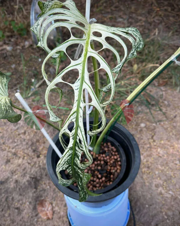 Monstera Devil Monster