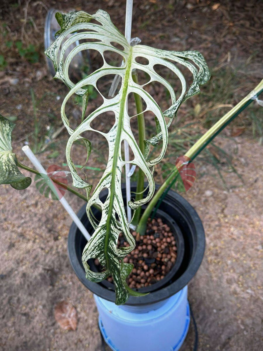 Monstera Devil Monster