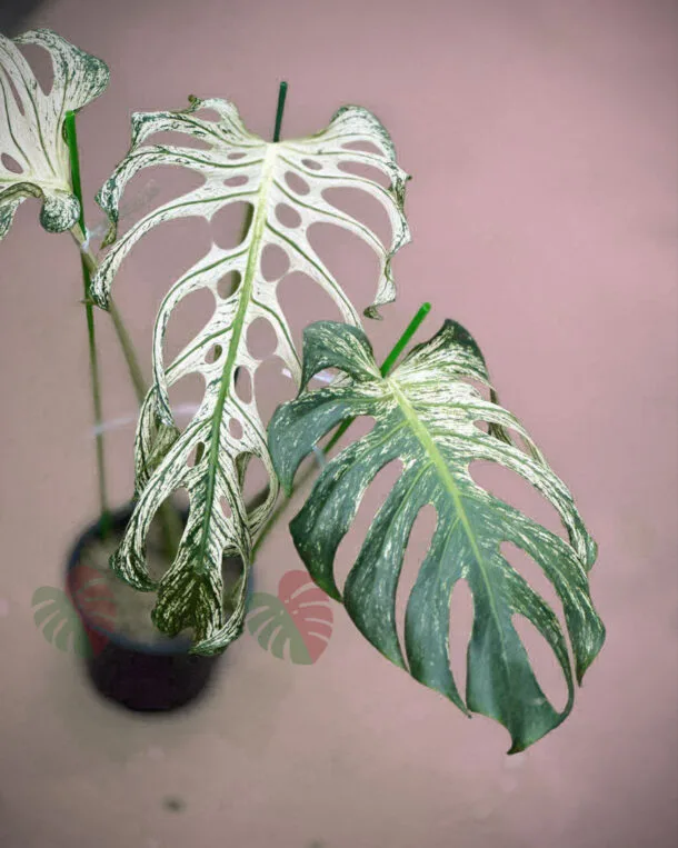 MonsteraDevilMonster3leavesN3 2