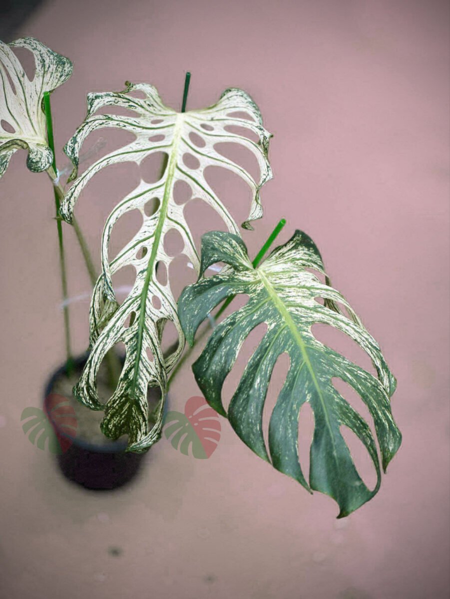 Monstera Devil Monster 3 feuilles Nr3 – Image 2