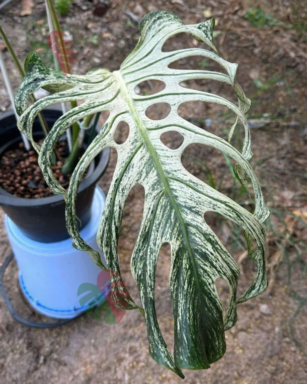 MonsteraDevilMonster3leavesN3 3