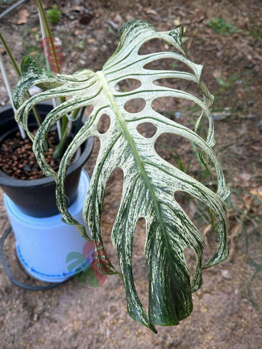 Monstera Devil Monster 3 feuilles Nr3 – Image 3