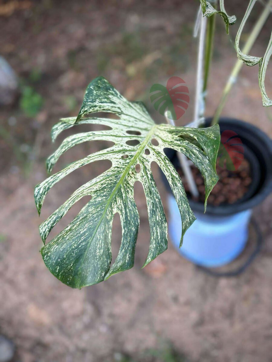 Monstera Devil Monster 3 feuilles Nr3 – Image 4