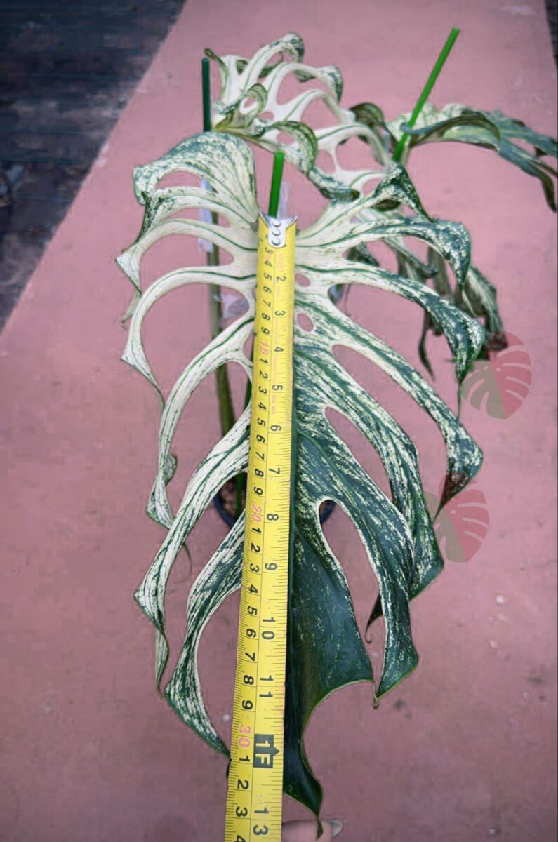 Monstera Devil Monster 3 feuilles Nr3 – Image 5