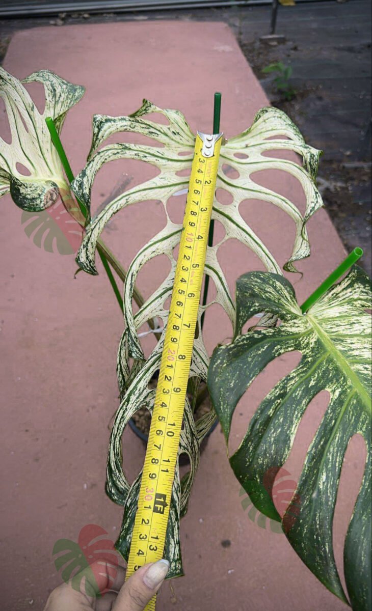 Monstera Devil Monster 3 feuilles Nr3 – Image 6
