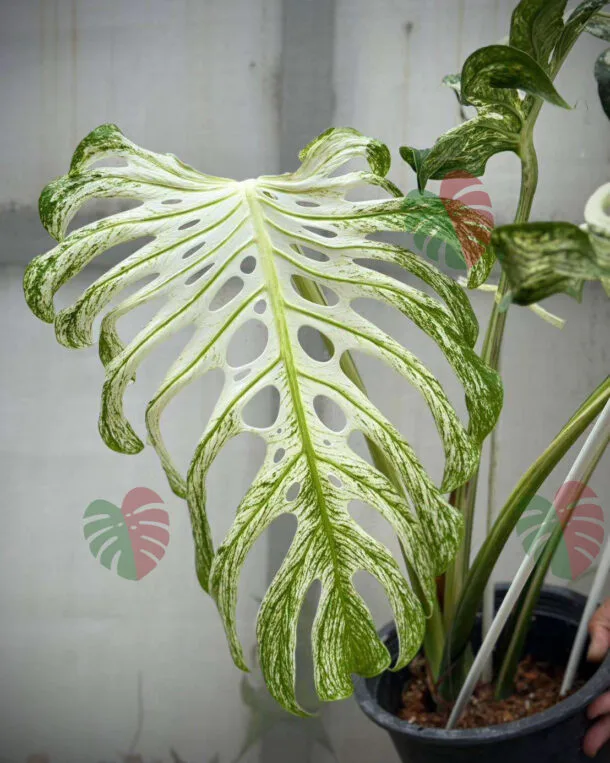 Monstera Devil Monster
