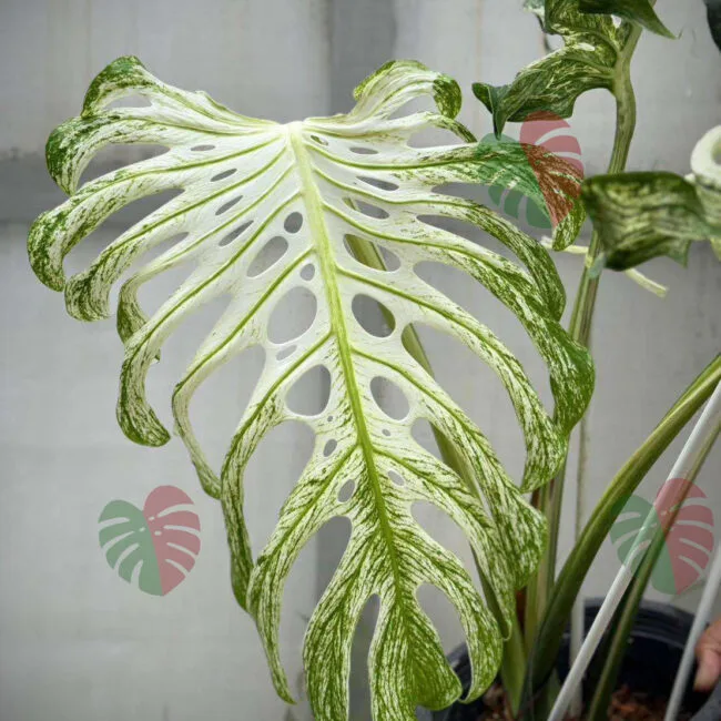Monstera Devil Monster