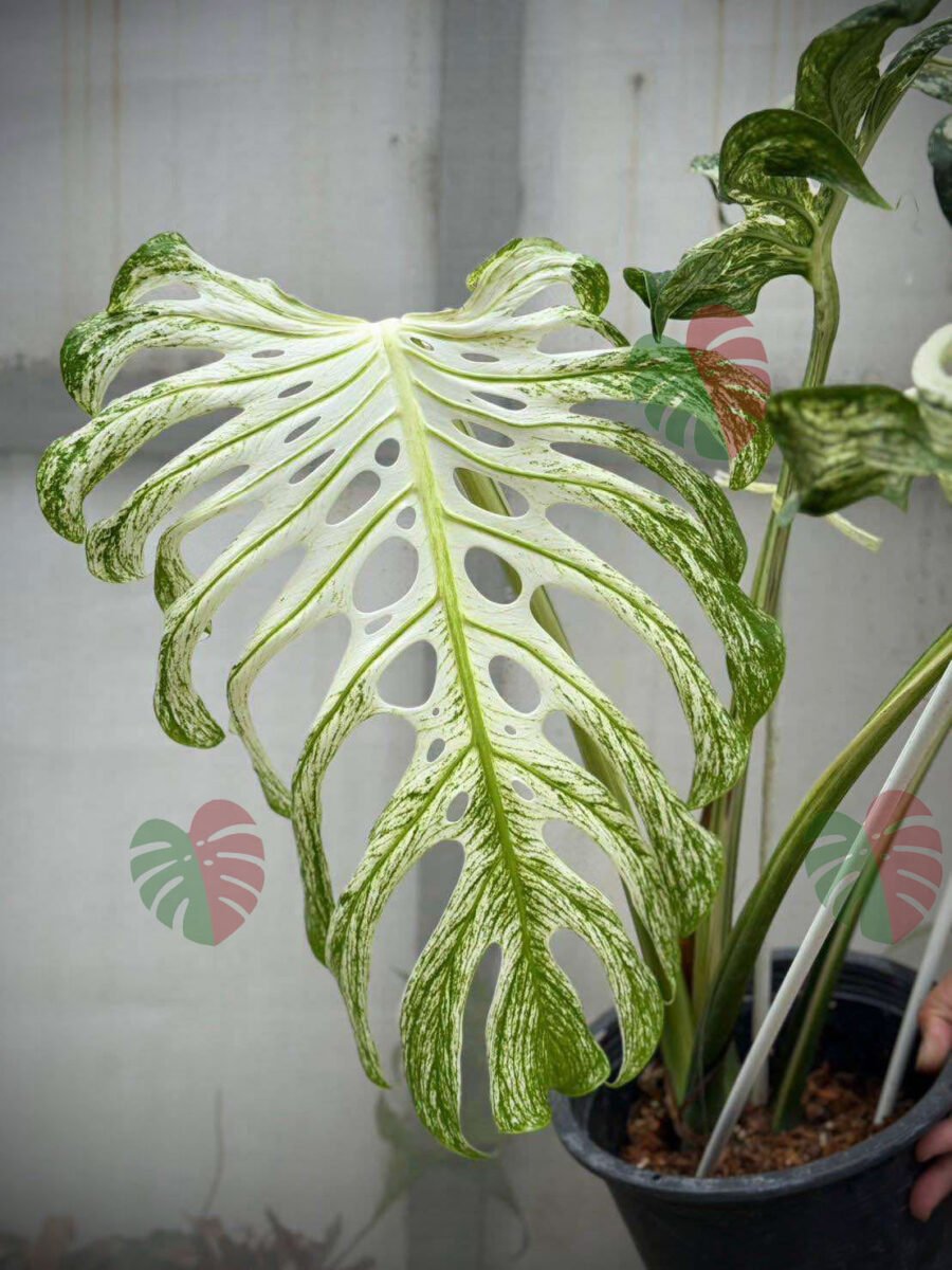 Monstera Devil Monster