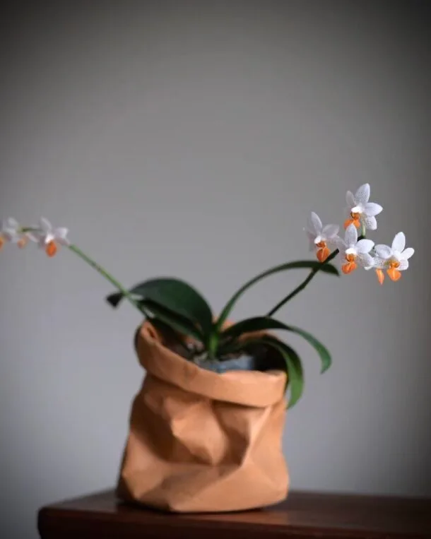 Orchidaddict.fr 210CF042 A1E2 4553 9063 F3C4974C8AD4