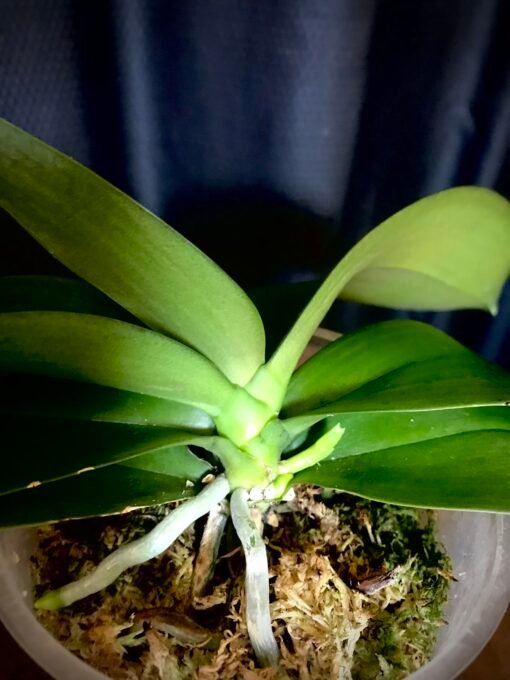 Orchidée Phaleanopsis Mini Mark – Image 6