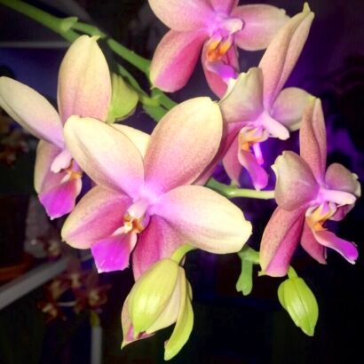 Orchidaddict.fr 9DB60899 A9B9 49F3 A261 A5C5CC38B100