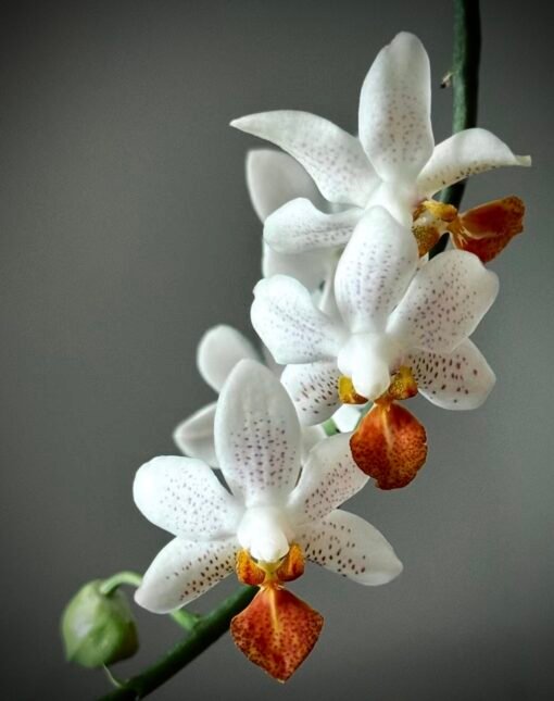 Orchidaddict.fr BBE10B2D 408D 47C0 9494 86CBF563BF73