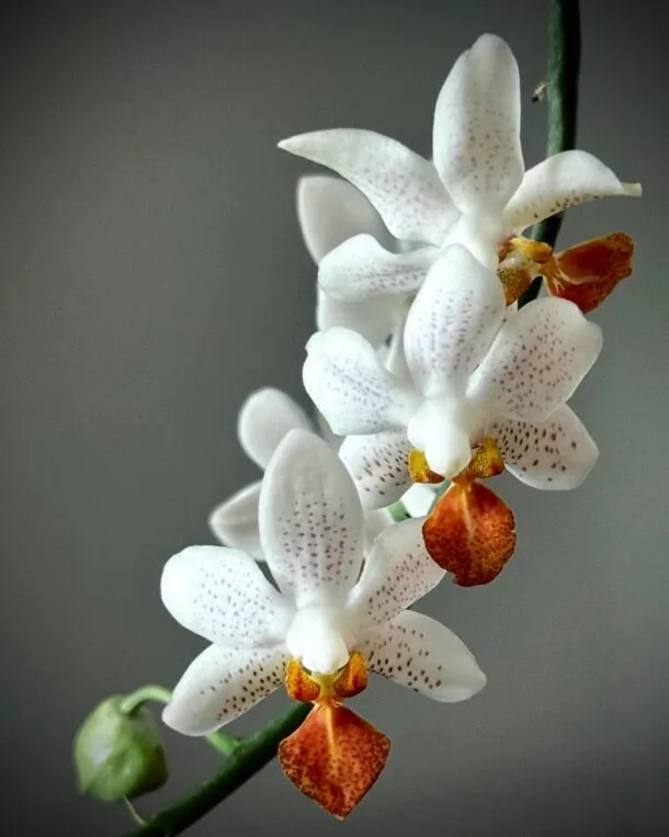 Orchidaddict.fr BBE10B2D 408D 47C0 9494 86CBF563BF73