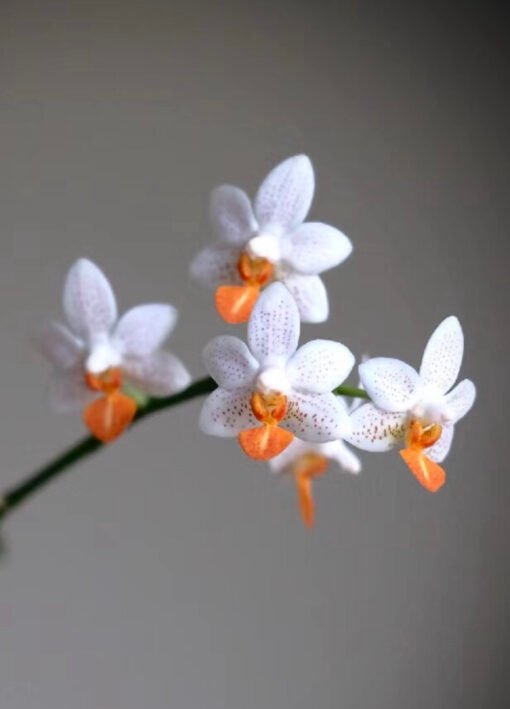 Orchidaddict.fr F79CE4E5 20FD 4E1B 9B9C F55896C3605C