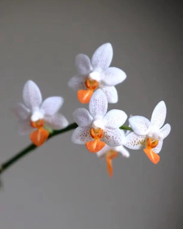 Orchidée Phaleanopsis Mini Mark