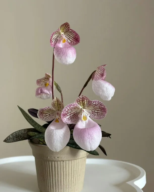 Orchid Paphiopedilum Micranthum