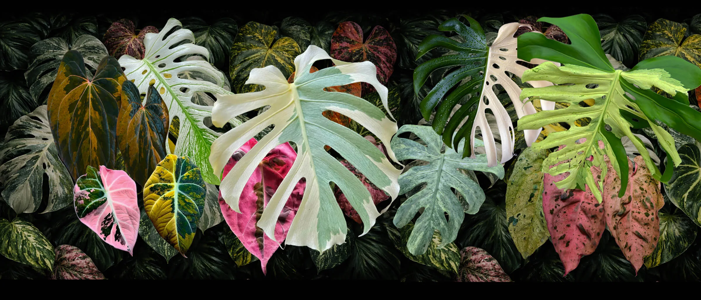 BIENVENUE SUR PASSIONPLANTS.FR